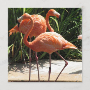 Inbjudan till Flamingo Flock