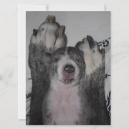 Inbjudan till great dane på födelsedagen