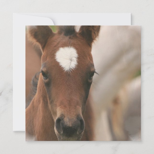 Inbjudan till Horse Baby (Framsida)