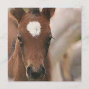 Inbjudan till Horse Baby