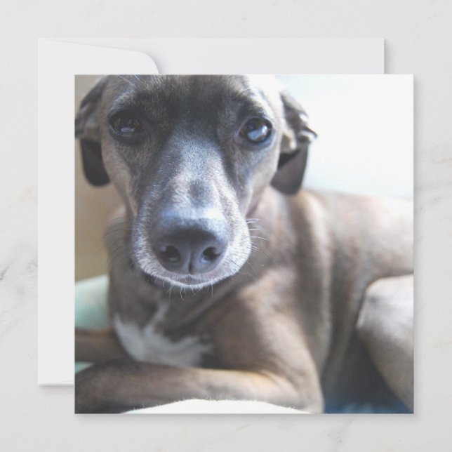 Inbjudan till Hund av hundvalpar (Framsida)