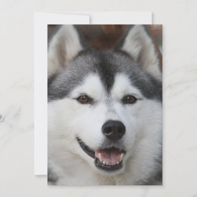 Inbjudan till Husky Hund (Framsida)