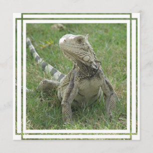 Inbjudan till Iguana