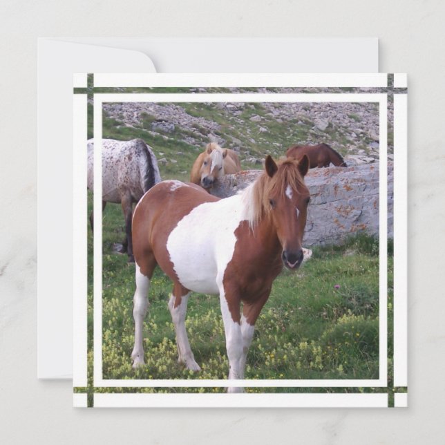 Inbjudan till målarhäst (Framsida)