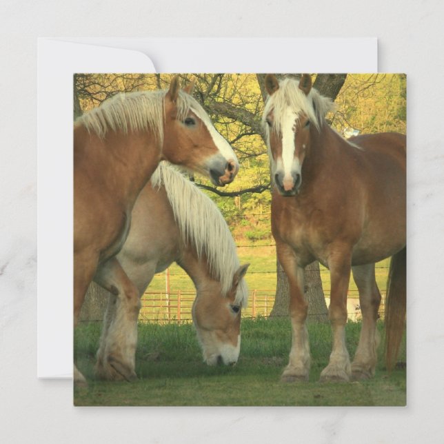 Inbjudan till Palomino-förslaget till hästar (Framsida)