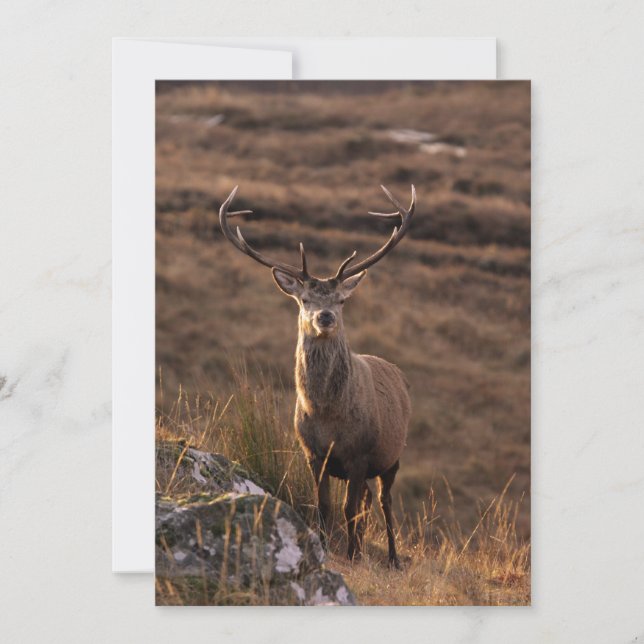 Inbjudan till Red Stag (Framsida)