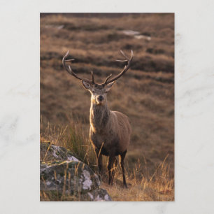 Inbjudan till Red Stag