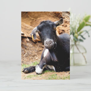 INBJUDANDE AV LITEN GOAT