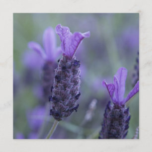 Inbjudningar för lavendelblommafoto