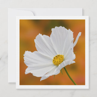Inbjudningar på vit Cosmos Blommigt Square