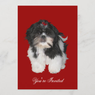 Inbjudningar Shitzu Shih Tzu Valpar Hundar