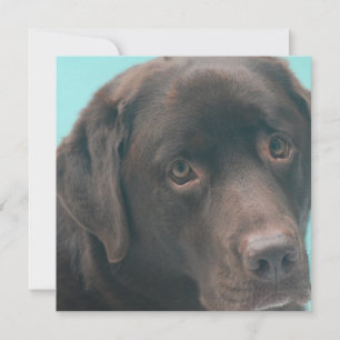 Inbjudningar till Choklad Lab-Hund
