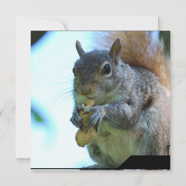 Inbjudningar till ekorrar (Framsida)