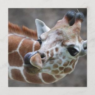 Inbjudningar till Giraffe Tunga