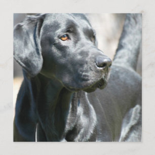 Inbjudningar till Hund för Alert Black Labrador