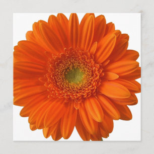 Inbjudningar till Orange Daisy