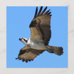 Inbjudningar till Osprey Bird
