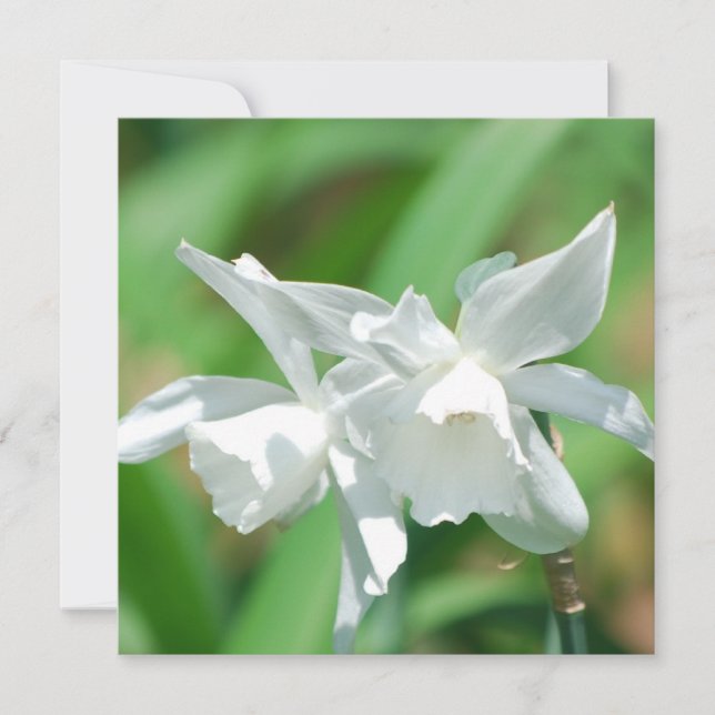 Inbjudningar till små Kopp-diplomater (Framsida)