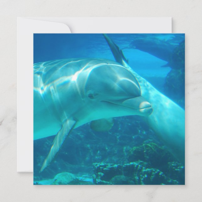 Inbjudningar till spelande delfiner (Framsida)