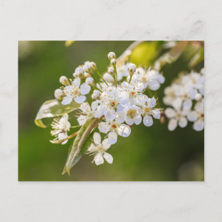 Inbyggda Blommar för Chokecherry Vykort