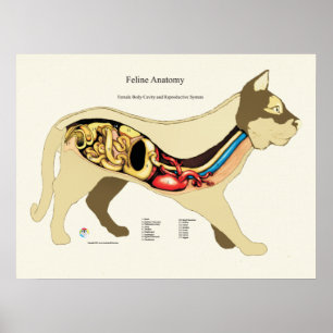 Inbyggt veterinärschema för kvinnlig anatomi poster