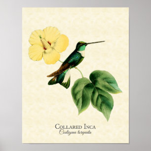 Inca Hummingbird Art Print Poster