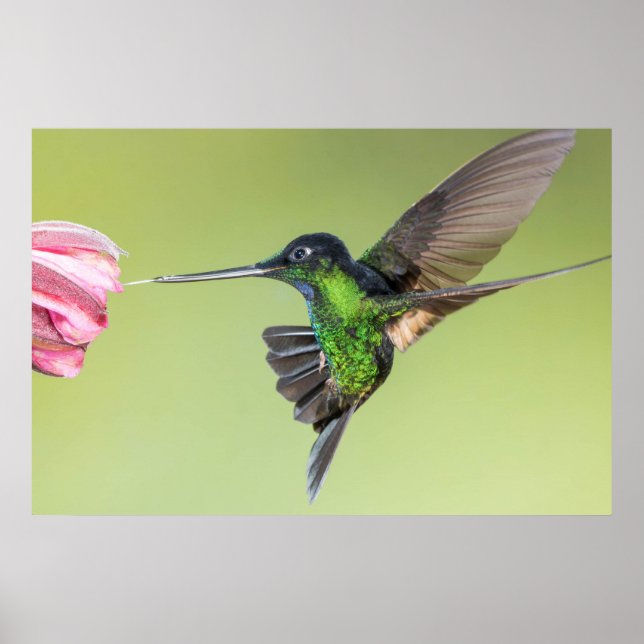 Inca Hummingbird in Flight Pose Poster (Framsidan)