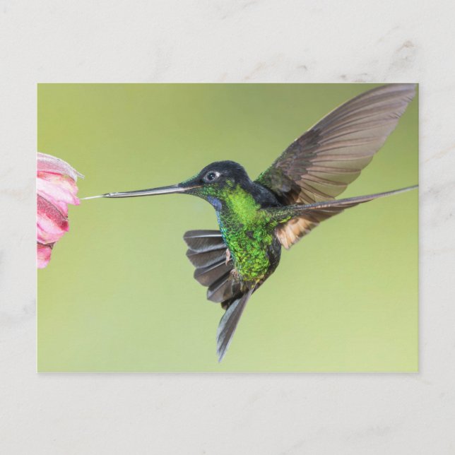 Inca Hummingbird in Flight Pose Vykort (Framsida)
