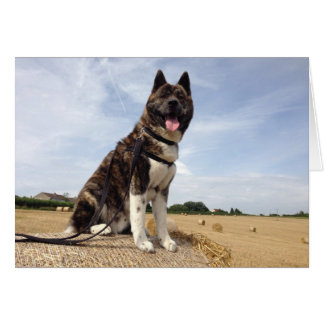 Inca i Somerset Hälsningskort