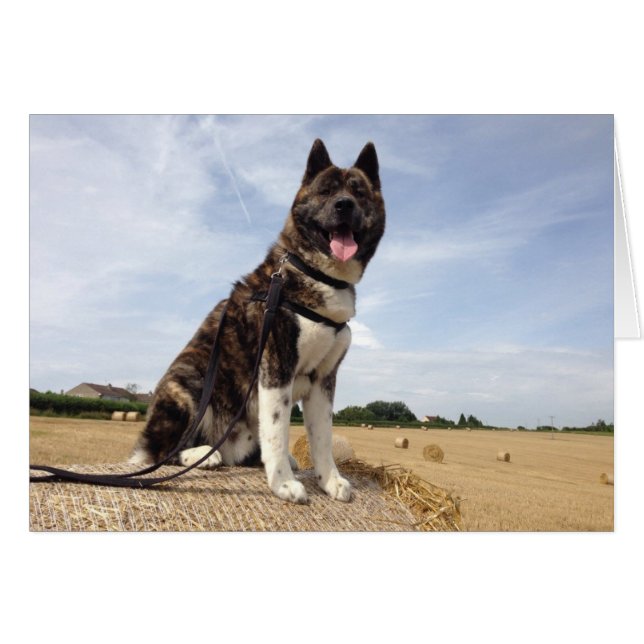 Inca i Somerset Hälsningskort (Framsidan Horizontal)