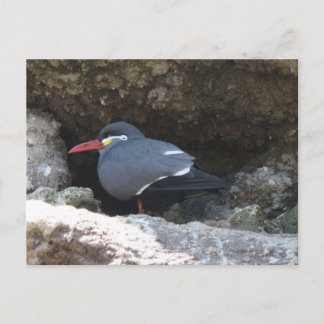 Inca Tern Vykort