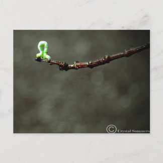 Inchworm Vykort
