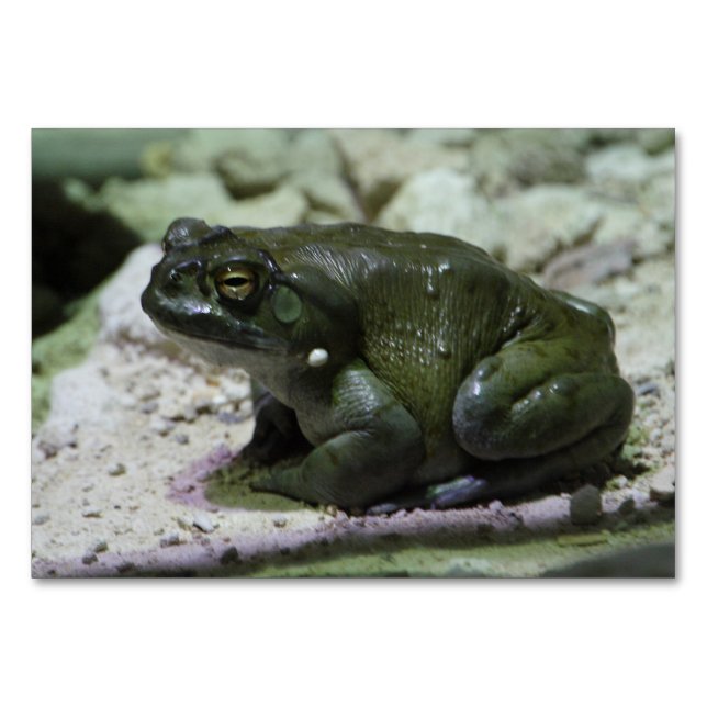 Incilius alvarius bordsnummer (Framsidan)