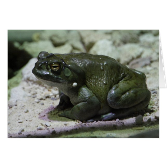 Incilius alvarius OBS kort (Framsidan Horizontal)