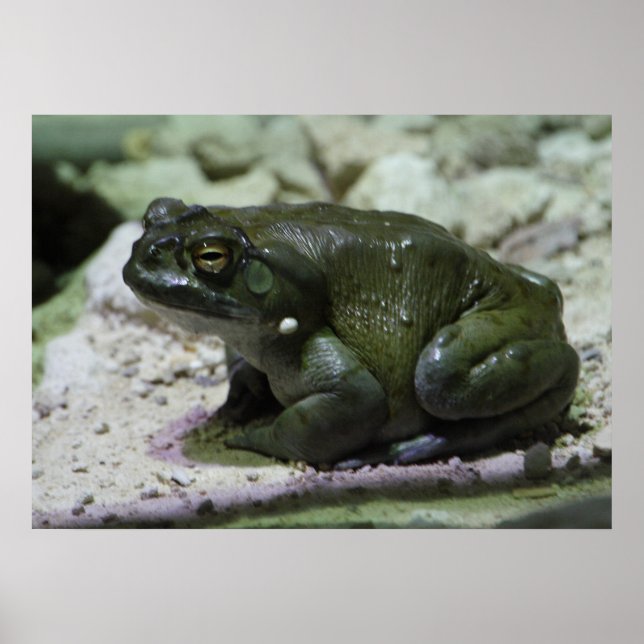 Incilius alvarius poster (Framsidan)