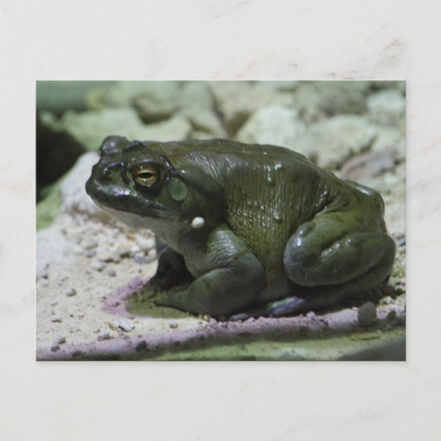 Incilius alvarius vykort (Framsida)