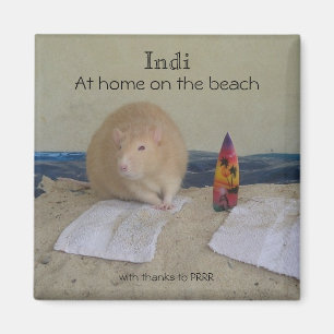 Indi som är hemmastadd på stranden, med tack til magnet