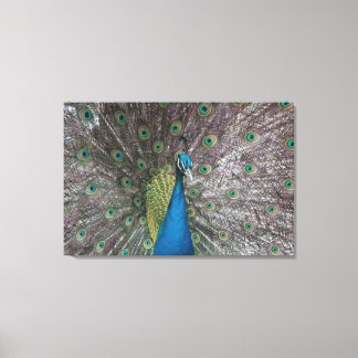 India Blue Peacock Triptych Canvas