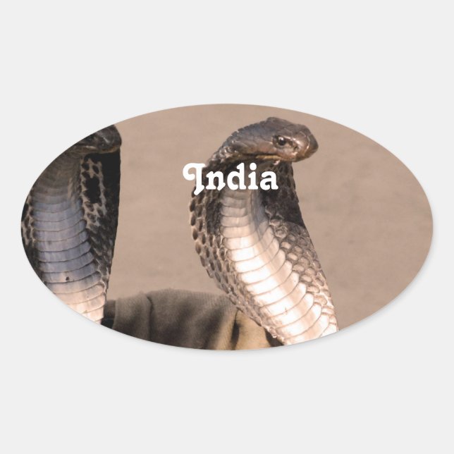 India Cobra Ovalt Klistermärke (Framsida)