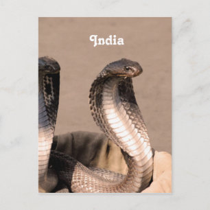 India Cobra Vykort