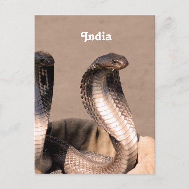 India Cobra Vykort (Framsida)