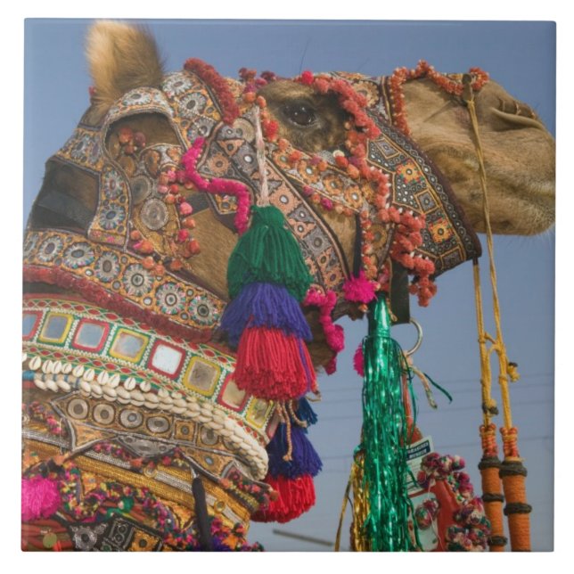 INDIA, Rajasthan, Pushkar: PUSHKAR CAMEL FAIR Kakelplatta (Framsidan)