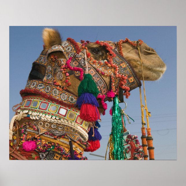 INDIA, Rajasthan, Pushkar: PUSHKAR CAMEL FAIR Poster (Framsidan)