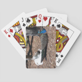 Indian Blue and White Pheasants playing cards Casinokort