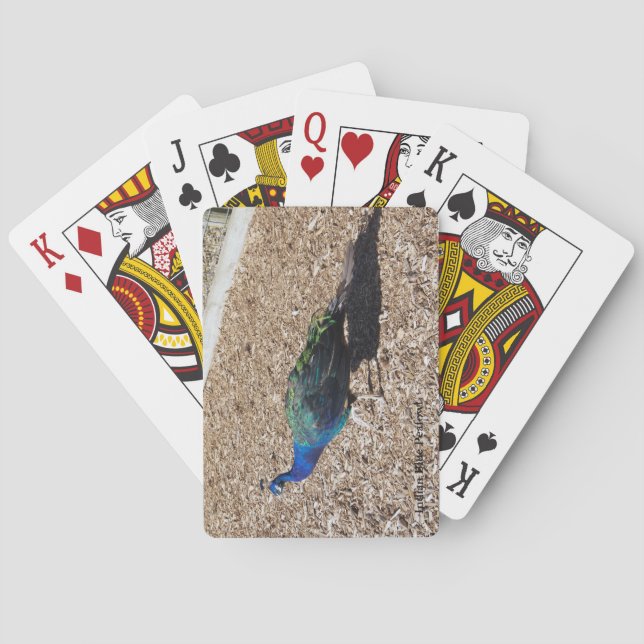  Indian Blue Peafowl playing cards Casinokort (Baksidan)