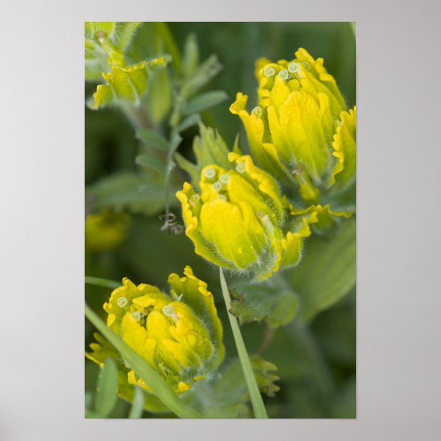 Indian Golden Paintbrush Castilleja Poster (Framsidan)