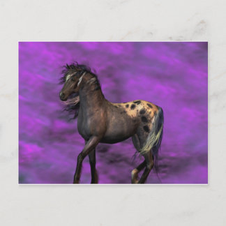 Indian Horse Vykort
