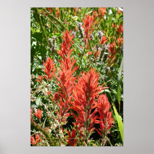 Indian Paintbrush at at Sierra Buttes, California Poster