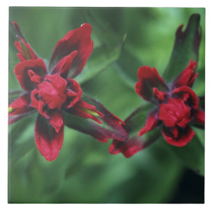 Indian Paintbrush, Banff NP, Alberta, Kanada 2 Kakelplatta