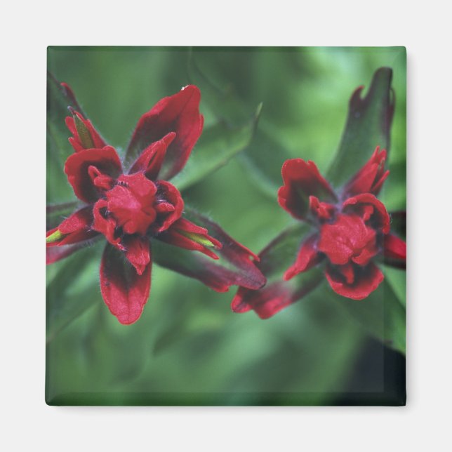 Indian Paintbrush, Banff NP, Alberta, Kanada 2 Magnet (Framsidan)